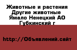 Животные и растения Другие животные. Ямало-Ненецкий АО,Губкинский г.